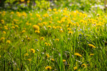 Summer flowers yellow dandelions. Bright sunny flowers.