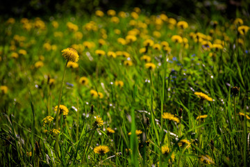 Summer flowers yellow dandelions. Bright sunny flowers.