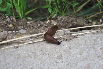 slug crawled out after the rain