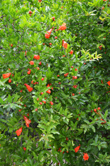 pomegranate tree and pomegranate flowers