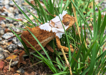 Brown and white chameleons shedding skin in green grass on brown pebbles