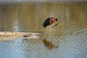 The glossy ibis (Plegadis falcinellus) is a wading bird in the ibis family Threskiornithidae.