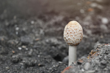 Green-spored parasol is a type of drunken or poisonous that is eat causing dizziness and vomiting.Found scattered throughout the rainy season. Chlorophyllum molybdites in scientific name.