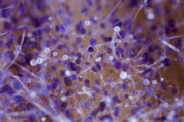 Mucorales fungus on fresh sausage