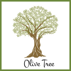 Obraz premium olive tree