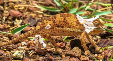 Brown and white chameleons shedding skin in green grass on brown pebbles