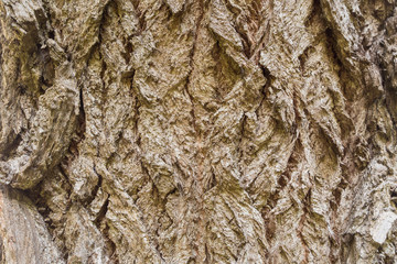 Extreme close-up of the grain bark of wild tree. Mystical patterns of tree bark.
