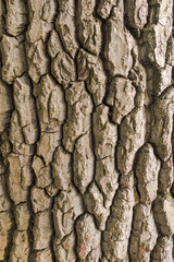 Extreme close-up of the grain bark of wild tree. Mystical patterns of tree bark.
