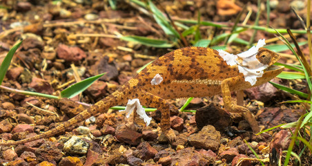 Brown and white chameleons shedding skin in green grass on brown pebbles