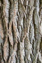Extreme close-up of the grain bark of wild tree. Mystical patterns of tree bark.