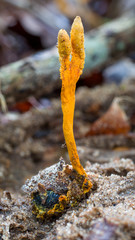 zombie cordyceps fungus Metacordyceps on insect in Amazon rainforest in Bolivia