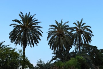 Fototapeta na wymiar Beautiful palm trees in the city of Famagusta Cyprus
