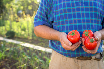 Farmer holding fresh, organic tomato