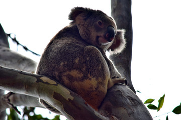 Cute wild koala bear is sitting on the tree in Noosa National Park