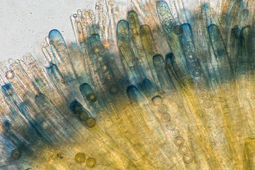 microscopic view of Plicariella cup fungus showing asci, spores and paraphyses - obrazy, fototapety, plakaty