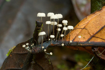 Marasmius mushrooms on a leaf petiole in Andean cloud forest in Ecuador