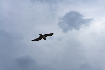 Seagull seabird flying in bright gray sky, wide spreded wings, white clouds.