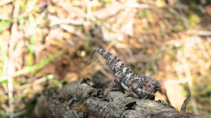 Baby rhinoceros and mother under a small tree