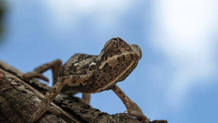 Brown chameleon on a brown stick