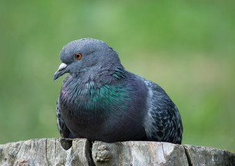 Portrait of pigeon perched on log in the forest