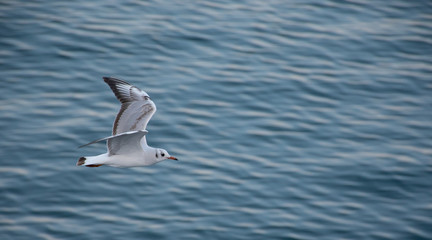 Seagull flying over blue sea
