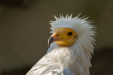 Portrait of Egyptian Vulture