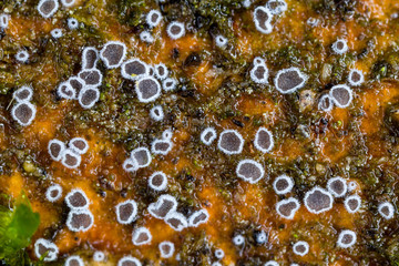 Lachnum alboviolascens fungus on wood in South Carolina