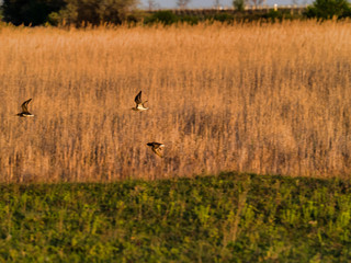 Illmitz im Burgenland ÖSterreich Nationalpark Lange lacke