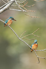 カワセミのペア