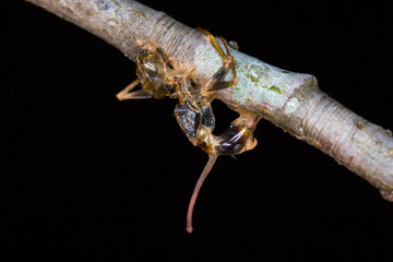 zombie fungus Ophiocordyceps kimflemingiae on ant attached to underside of branch in South Carolina