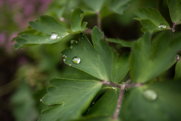 raindrops on green leaves, summer wallpaper
