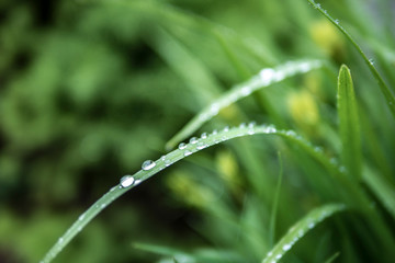 raindrops on green leaves, summer wallpaper