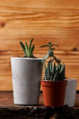 minimalist urban gardening or stylish interior background with various succulents. Selective focus