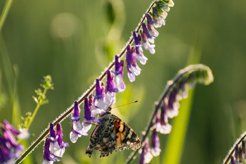 butterfly on flower