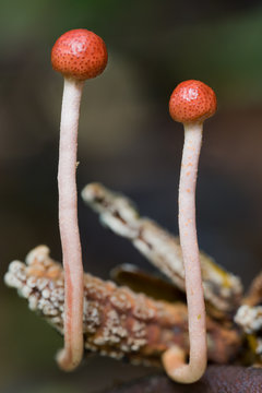close-up of zombie fungus Ophiocordyceps amazonica on a gryllid in Amazon rainforest in Colombia