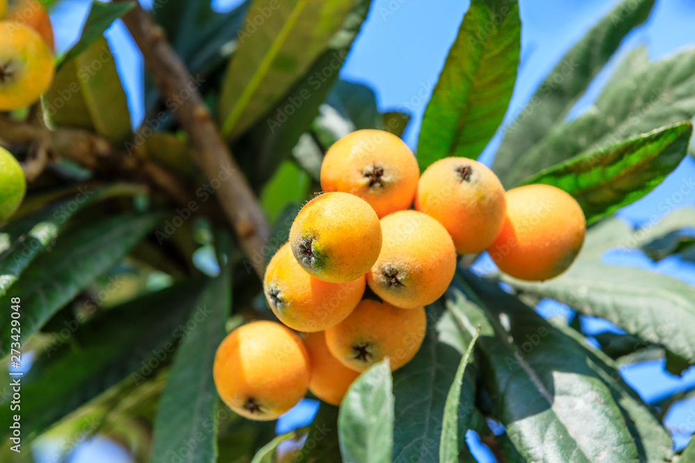 Wall mural Ripe fruit loquat on tree in the garden