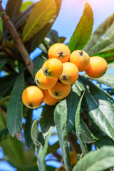 Ripe fruit loquat on tree in the garden