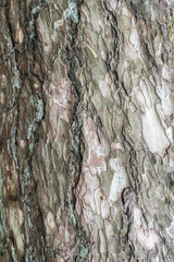 Extreme close-up of the grain bark of wild tree. Mystical patterns of tree bark.