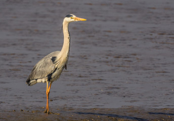 Garza real posada en la orilla de una marisma