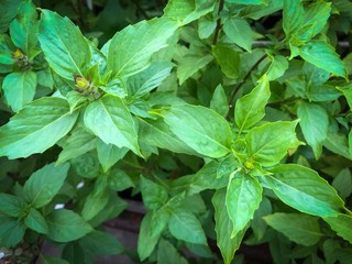 basil leaves in the garden