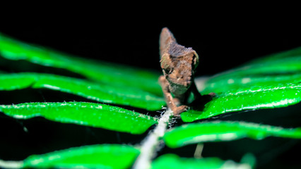 Pygmy chamelon at night on green leafs
