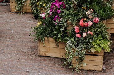 Fototapeta na wymiar Lot of flowers in the wooden boxes at the street at flower market in Covent Garden, London.