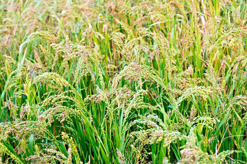 Millet ripening in field