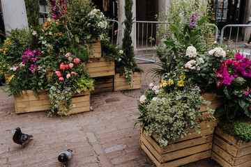Lot of flowers in the wooden boxes at the street at flower market in Covent Garden, London.