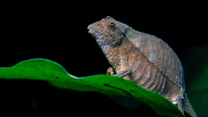 Pygmy chamelon at night on green leafs