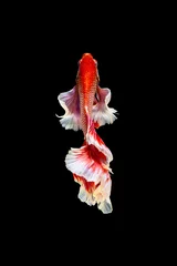  Het ontroerende moment mooi van rode siamese betta vis of dumbo betta splendens vechten vis in thailand op zwarte achtergrond. Thailand noemde Pla-kad of grote oorvis. © Soonthorn