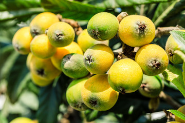 Ripe fruit loquat on tree in the garden