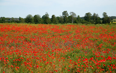 Red flower on field