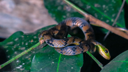Small brown and blue snake on green leaf at night.