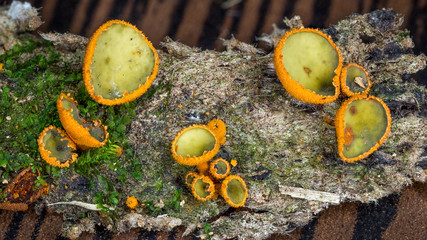 close up of Cordieritidaceae fungus on bark in Atlantic rainforest in Argentina